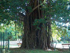 Mauritius tree